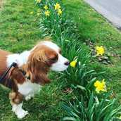 Sherwood the dog sniffing some flowers